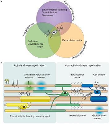 Unraveling Myelin Plasticity